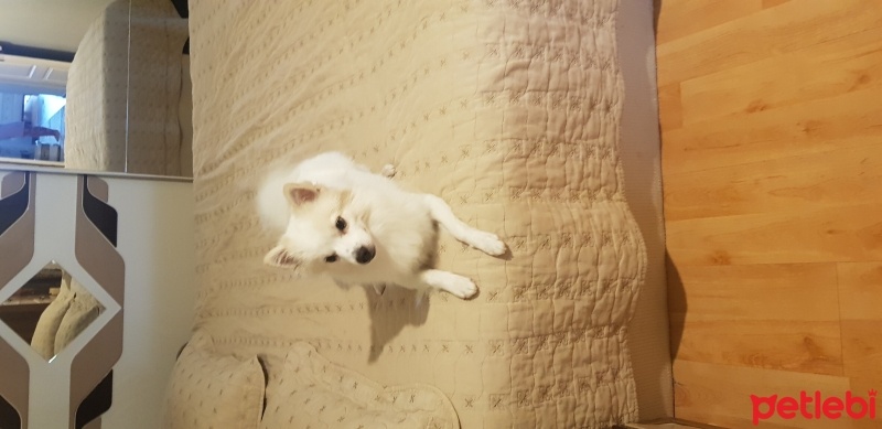Pomeranyalı, Köpek  Oğlumuz Coco yeni yuvasını arıyor fotoğrafı