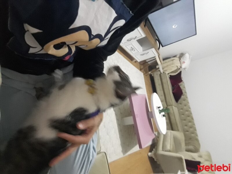 Tekir Kedi, Kedi  Mia fotoğrafı