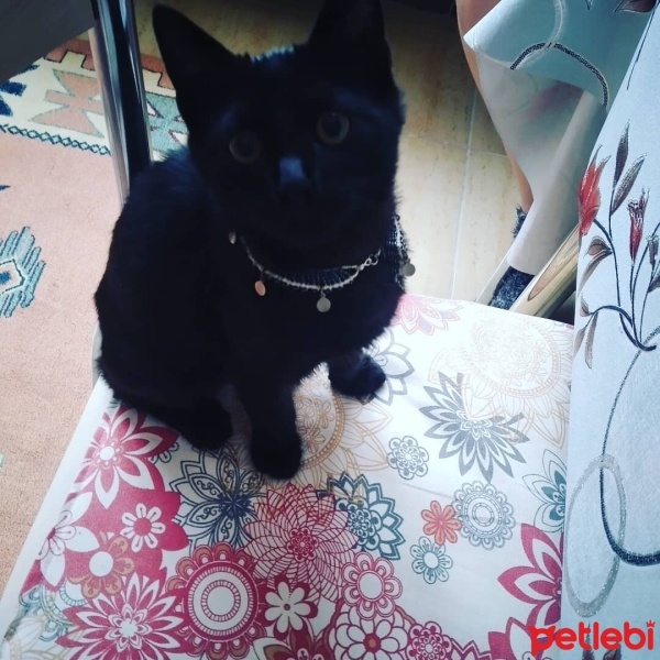 York Chocolate, Kedi  Zeytin fotoğrafı