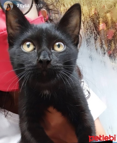 Tekir Kedi, Kedi  Gece fotoğrafı