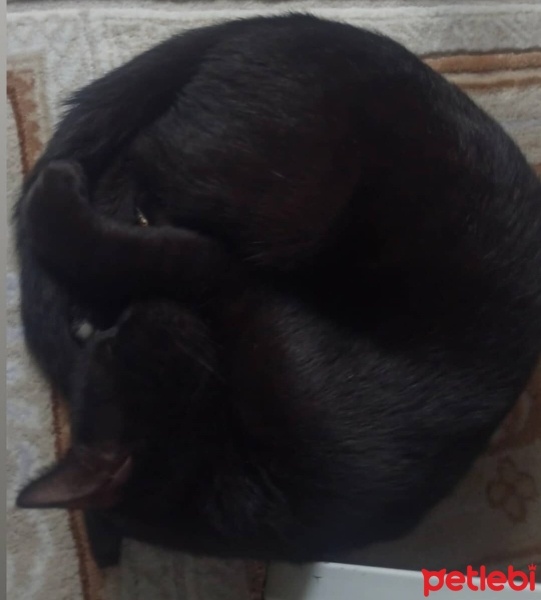 Tekir Kedi, Kedi  Gece fotoğrafı