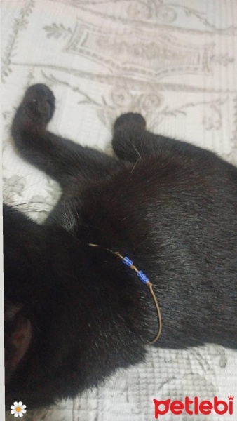 Tekir Kedi, Kedi  Gece fotoğrafı
