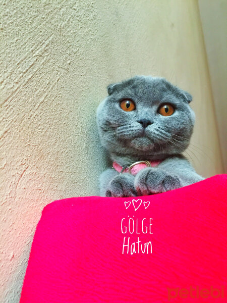 Scottish Fold, Kedi  Gölge Hatun fotoğrafı