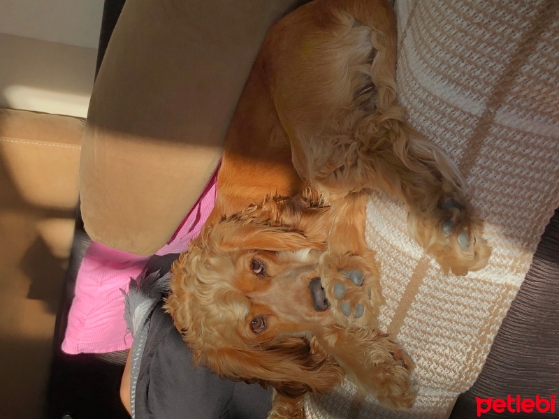 Amerikan Cocker Spaniel, Köpek  Dobby fotoğrafı