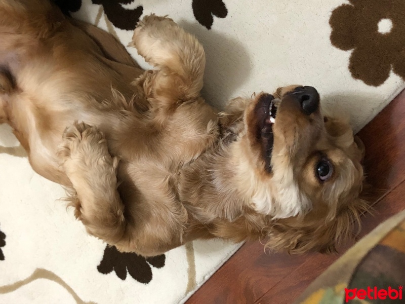 Amerikan Cocker Spaniel, Köpek  Dobby fotoğrafı