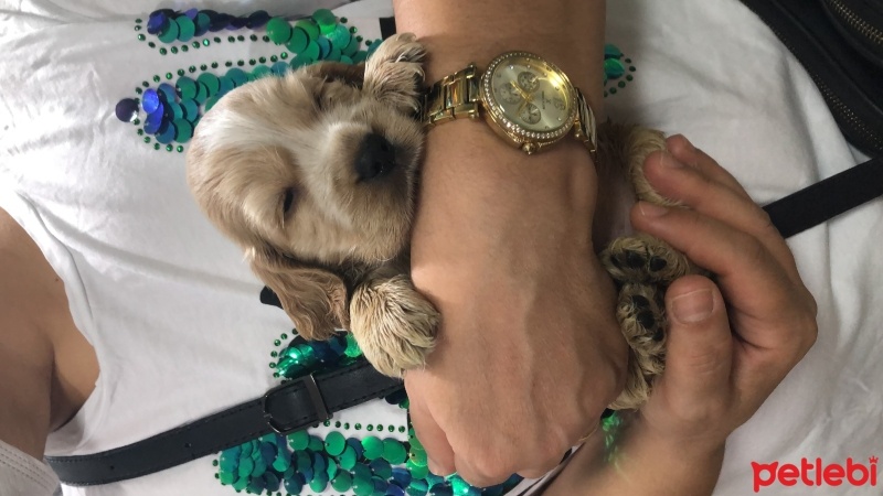 Amerikan Cocker Spaniel, Köpek  Dobby fotoğrafı