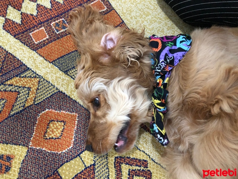 Amerikan Cocker Spaniel, Köpek  Dobby fotoğrafı