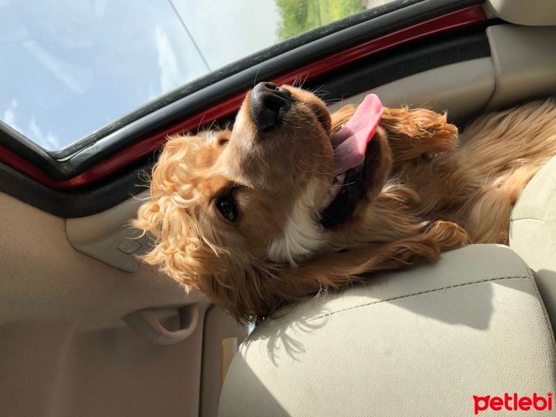 Amerikan Cocker Spaniel, Köpek  Dobby fotoğrafı