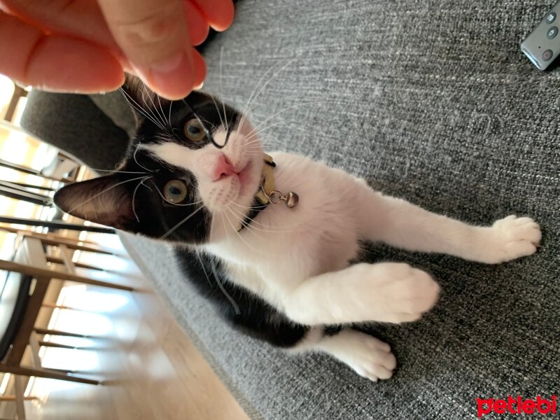 Tuxedo (Smokin) Kedi, Kedi  MASKE fotoğrafı