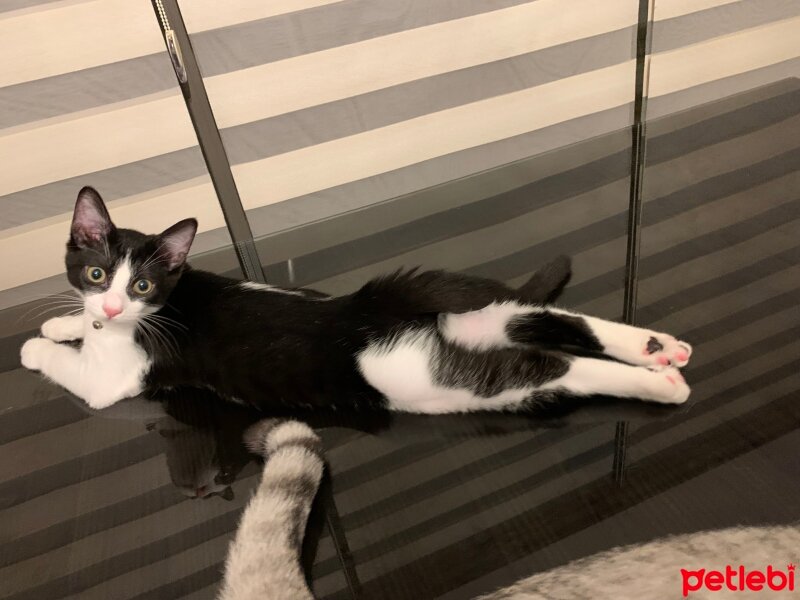 Tuxedo (Smokin) Kedi, Kedi  MASKE fotoğrafı