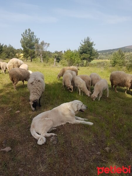 Akbaş, Köpek  Akbaş fotoğrafı