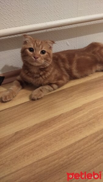 Scottish Fold, Kedi  Mançiz fotoğrafı