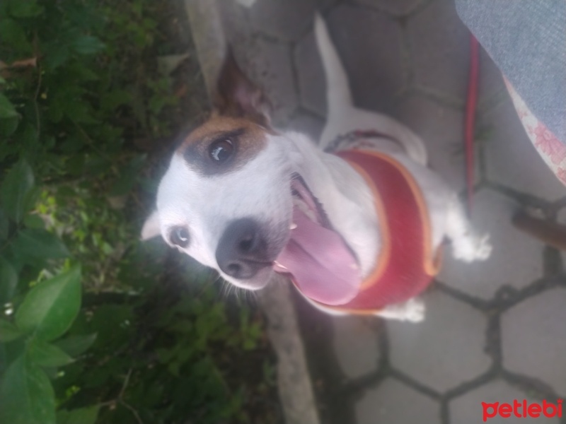 Jack Russell Terrier, Köpek  Tokyo fotoğrafı