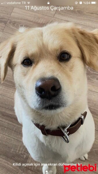 Golden Retriever, Köpek  Rex fotoğrafı