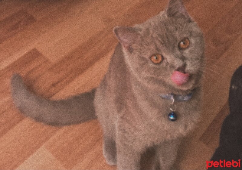 British Shorthair, Kedi  Yastık fotoğrafı