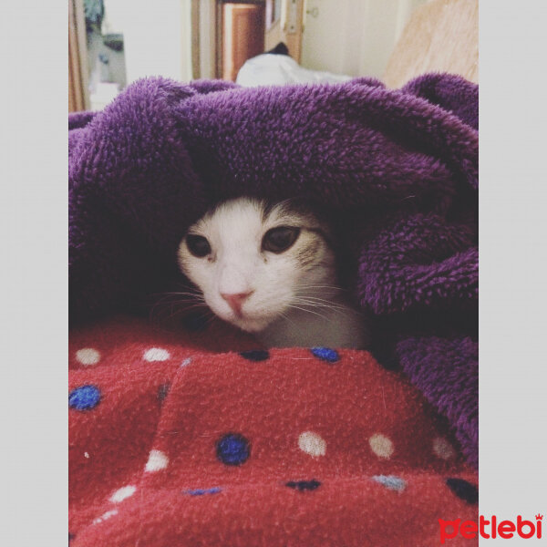 Tekir Kedi, Kedi  bütün kedilerim fotoğrafı