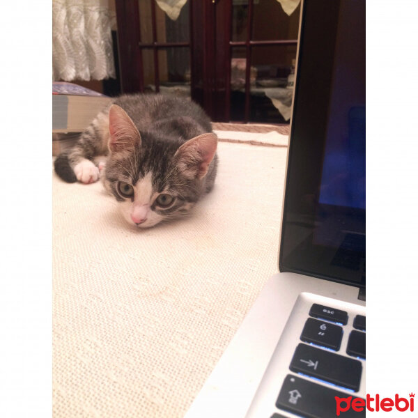 Tekir Kedi, Kedi  bütün kedilerim fotoğrafı