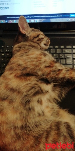 Tekir Kedi, Kedi  Tarçın fotoğrafı