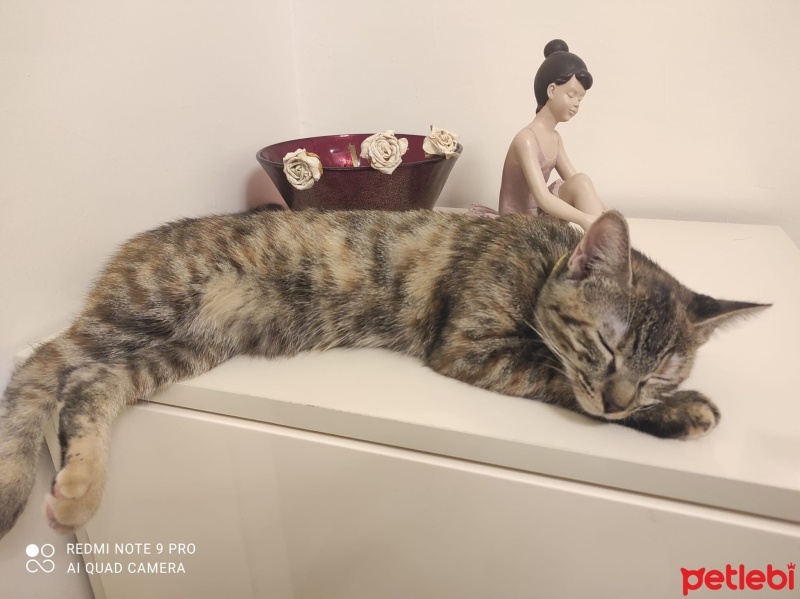 Tekir Kedi, Kedi  Tarçın fotoğrafı