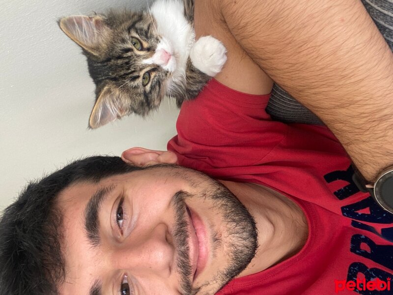 Tekir Kedi, Kedi  Sancho fotoğrafı