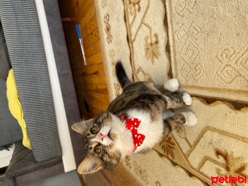 Tekir Kedi, Kedi  Sancho fotoğrafı