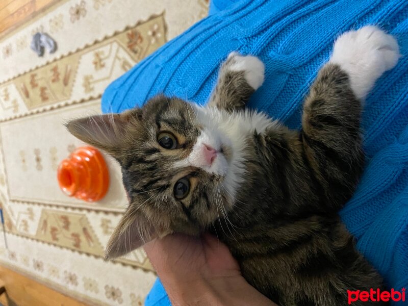 Tekir Kedi, Kedi  Sancho fotoğrafı