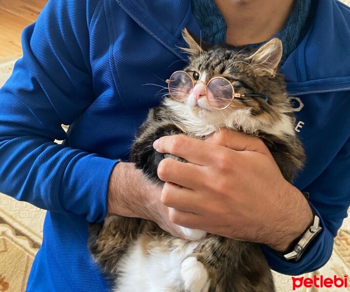 Tekir Kedi, Kedi  Sancho fotoğrafı