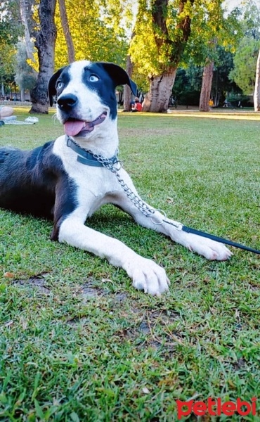Amerikan Staffordshire Terrier, Köpek  Hera fotoğrafı