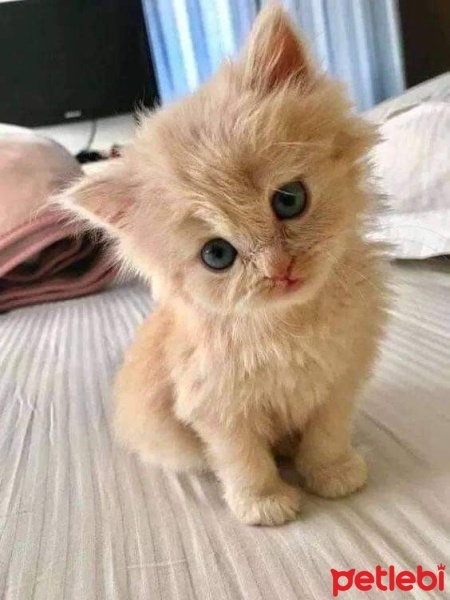 Tekir Kedi, Kedi  Minnoş fotoğrafı