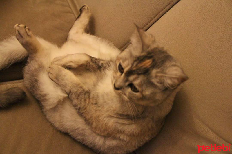 Chinchilla, Kedi  Misa fotoğrafı