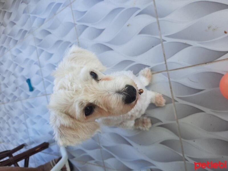 Maltese, Köpek  ponçik fotoğrafı