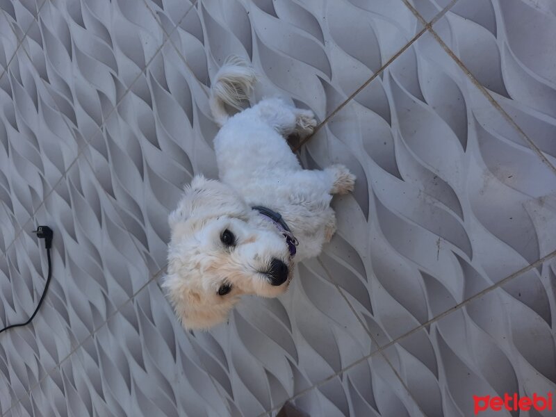 Maltese, Köpek  ponçik fotoğrafı