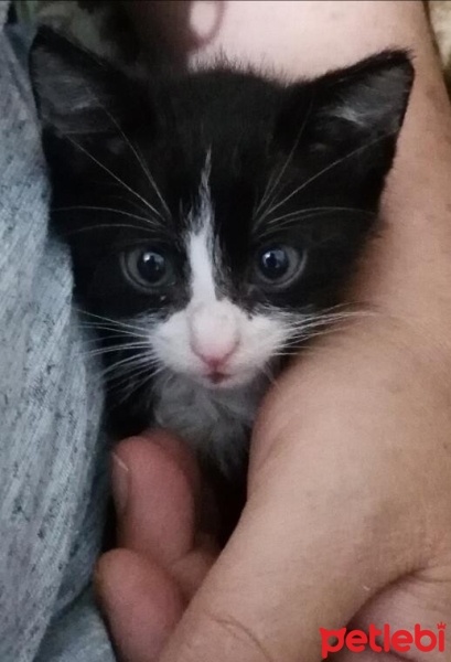 Tekir Kedi, Kedi  Smokin fotoğrafı