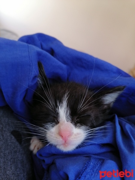 Tekir Kedi, Kedi  Smokin fotoğrafı