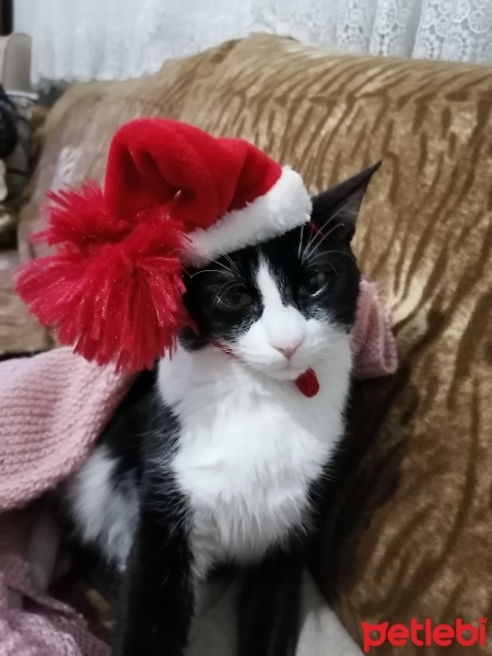 Tekir Kedi, Kedi  Smokin fotoğrafı