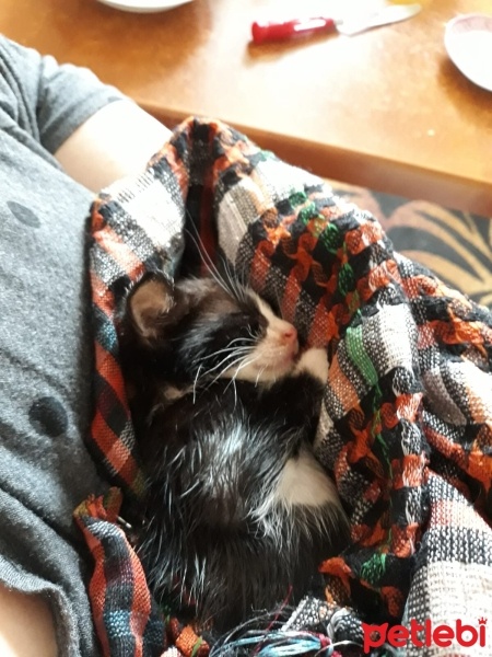 Tekir Kedi, Kedi  Smokin fotoğrafı
