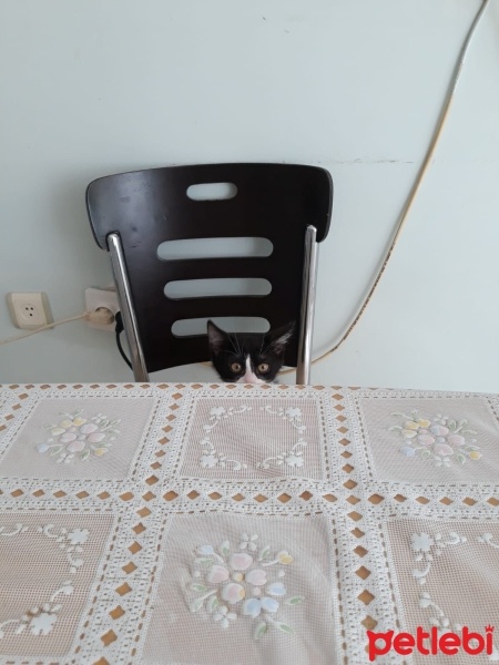Tekir Kedi, Kedi  Smokin fotoğrafı