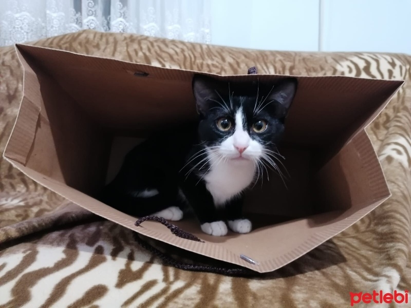 Tekir Kedi, Kedi  Smokin fotoğrafı