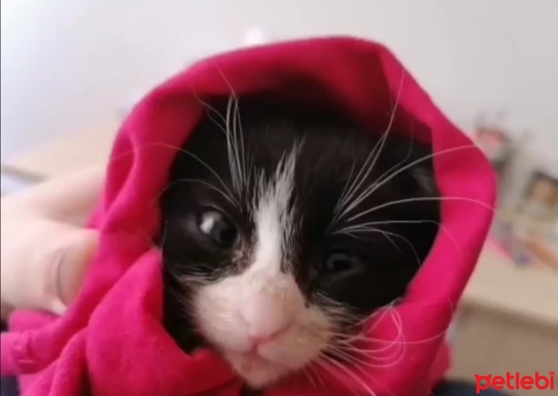 Tekir Kedi, Kedi  Smokin fotoğrafı