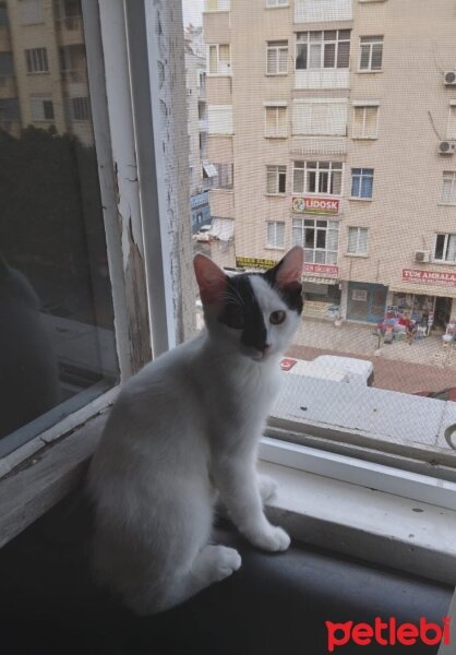 Tekir Kedi, Kedi  Sütlaç fotoğrafı