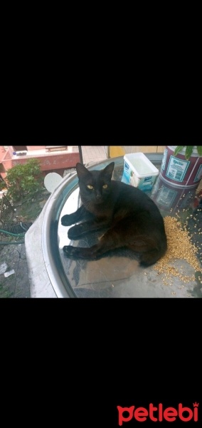 Tekir Kedi, Kedi  BONCUK fotoğrafı