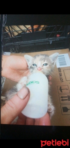 Tekir Kedi, Kedi  Minnoş fotoğrafı
