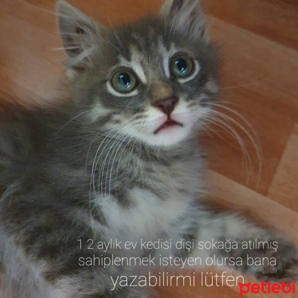 Scottish Fold, Kedi  Mırnak fotoğrafı