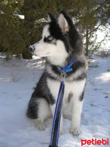 Sibirya Kurdu (Husky), Köpek  atom fotoğrafı