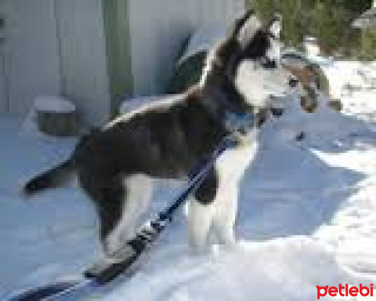 Sibirya Kurdu (Husky), Köpek  atom fotoğrafı