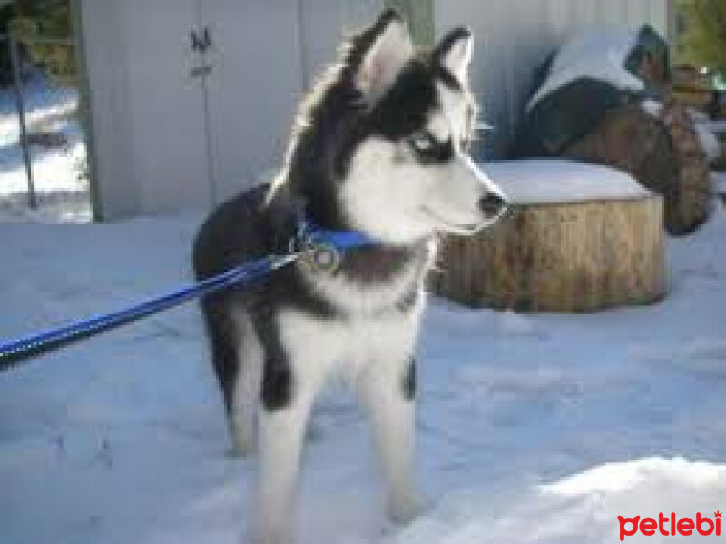 Sibirya Kurdu (Husky), Köpek  atom fotoğrafı