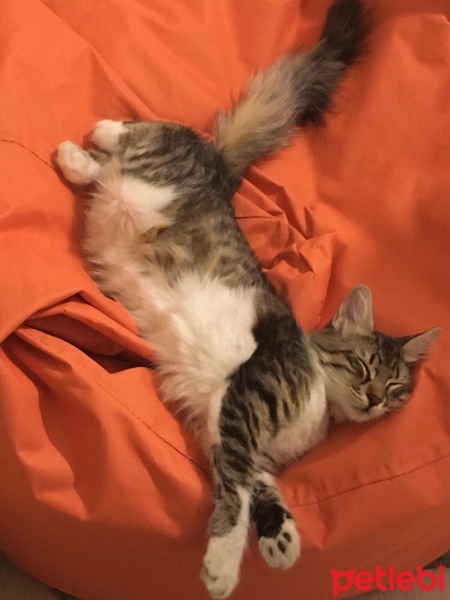 Tekir Kedi, Kedi  Dobby fotoğrafı