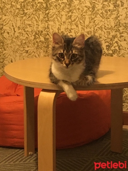 Tekir Kedi, Kedi  Dobby fotoğrafı