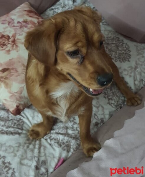 Amerikan Cocker Spaniel, Köpek  ginger fotoğrafı