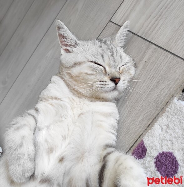 British Shorthair, Kedi  Paşa fotoğrafı